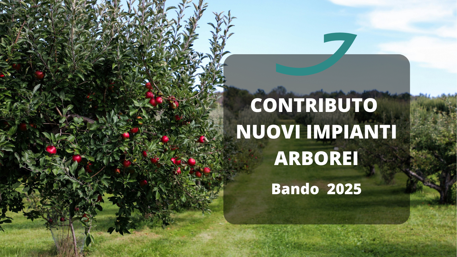 contributo impianti arborei
